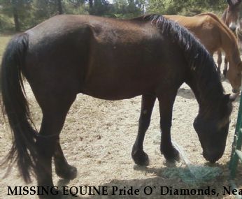 MISSING EQUINE Pride O` Diamonds, Near Ocala, FL, 00000